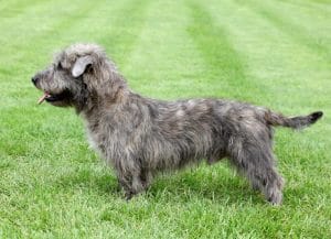 glen-of-imaal-terrier