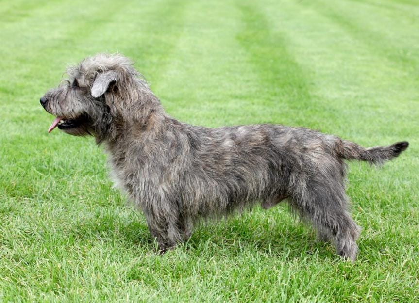 glen-of-imaal-terrier