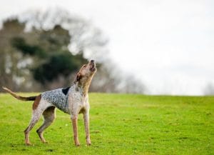 american-english-coonhound