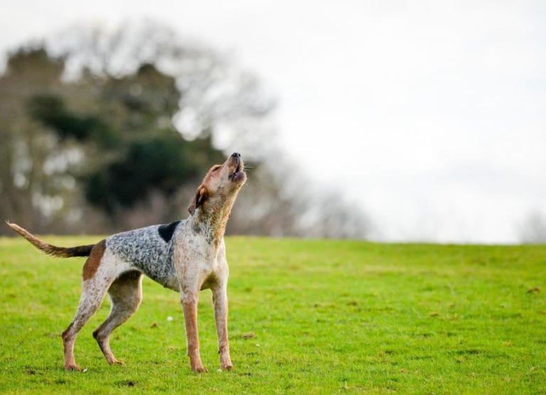 american-english-coonhound
