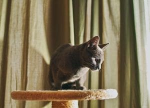 5-independent-cat-breeds