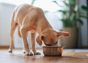 best-wet-dog-foods-in-2025,-recommended-by-veterinarians