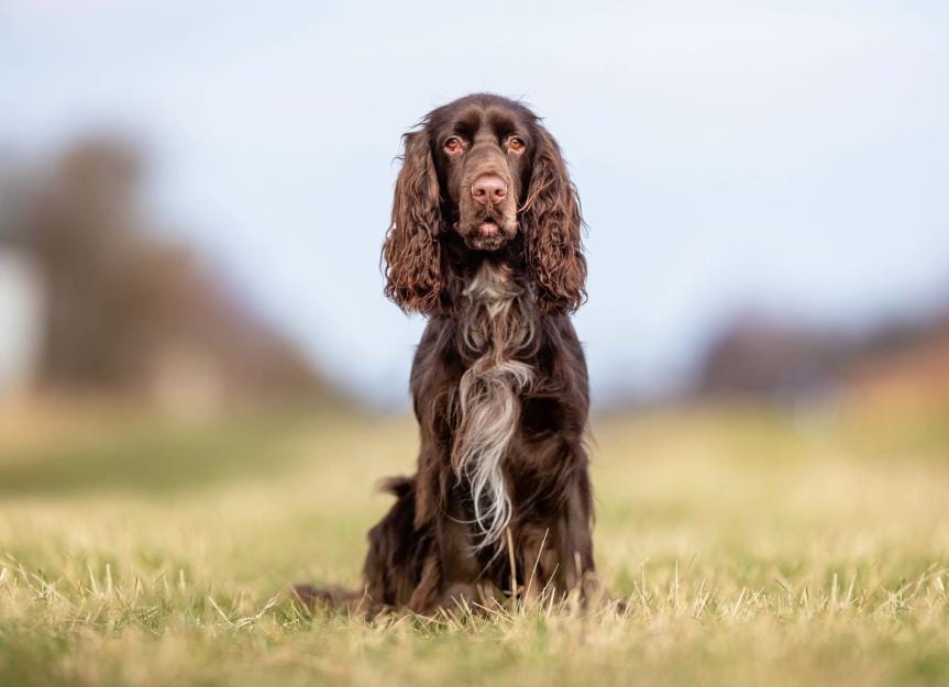 Field Spaniel
