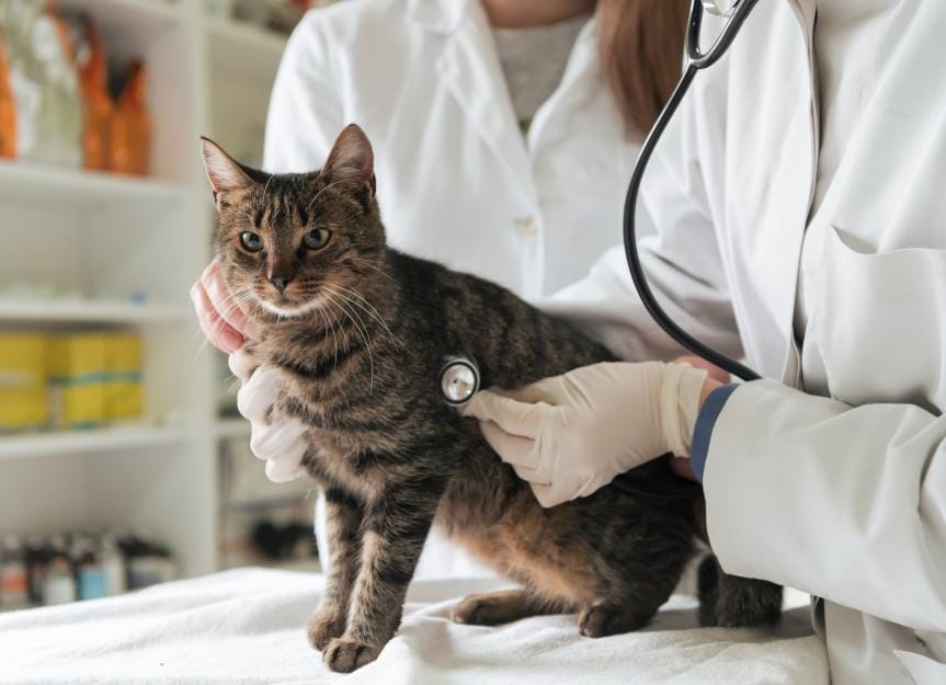 Bird Flu In Cats: What It Is And How To Protect Your Cat