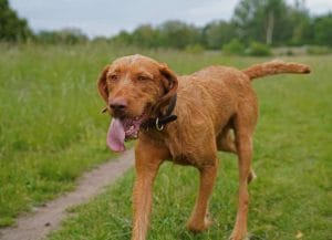 wirehaired-vizsla