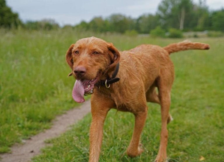 wirehaired-vizsla