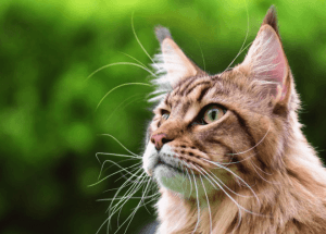 maine-coon-cat-names