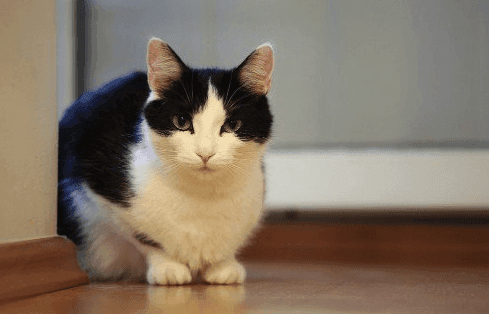 Black And White Cat Names