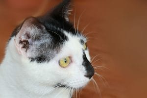 home-remedy-for-ear-mites-in-cats