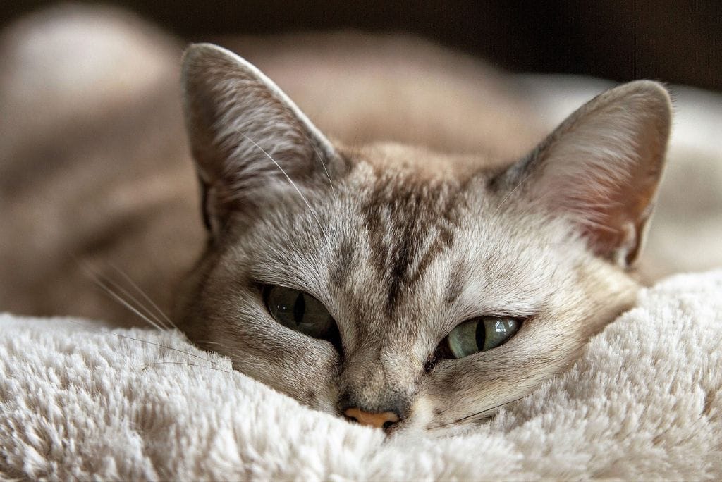 Home Remedies For Cat Colds