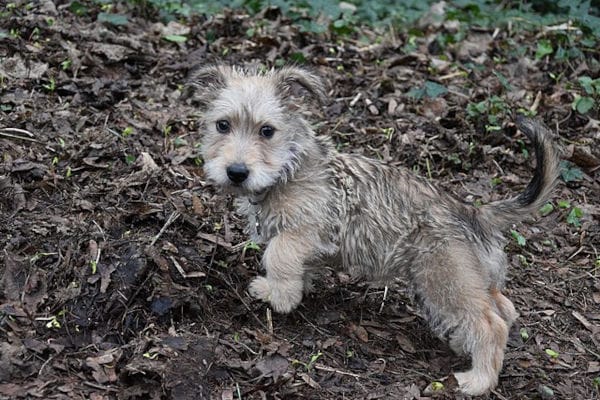 Glen of Imaal Terrier