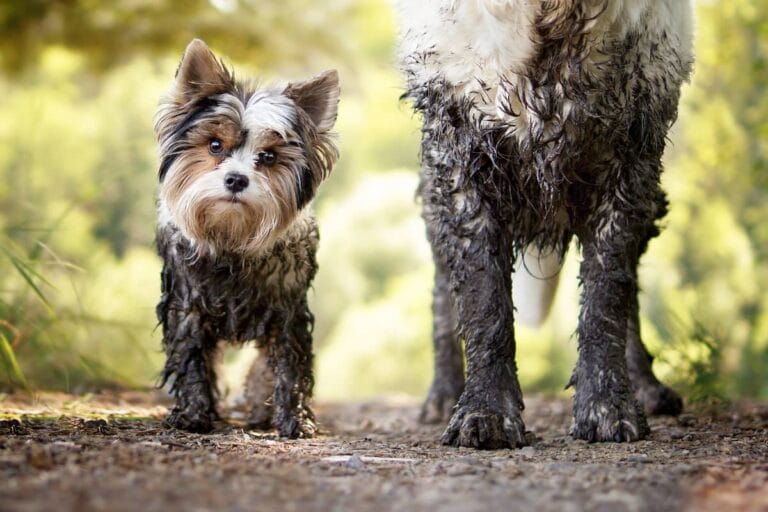 muddy-walks:-top-tips-for-creating-a-doggy-utility-room-to-keep-your-home-mud-free