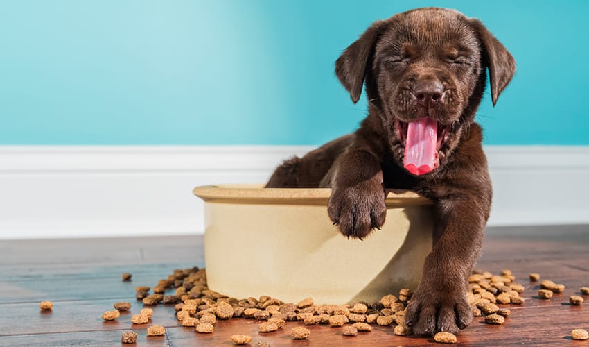 Turning Tail Wags: Making Dry Dog Food More Enjoyable