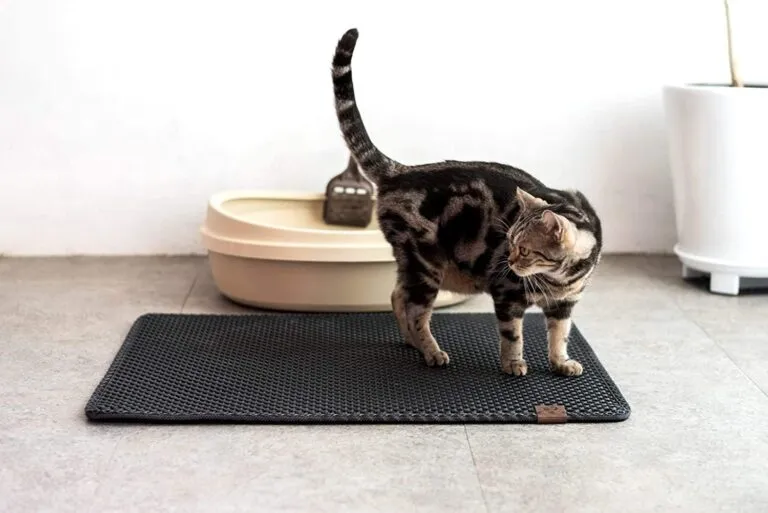 what-happens-if-you-don’t-clean-a-cat’s-litter-mat?