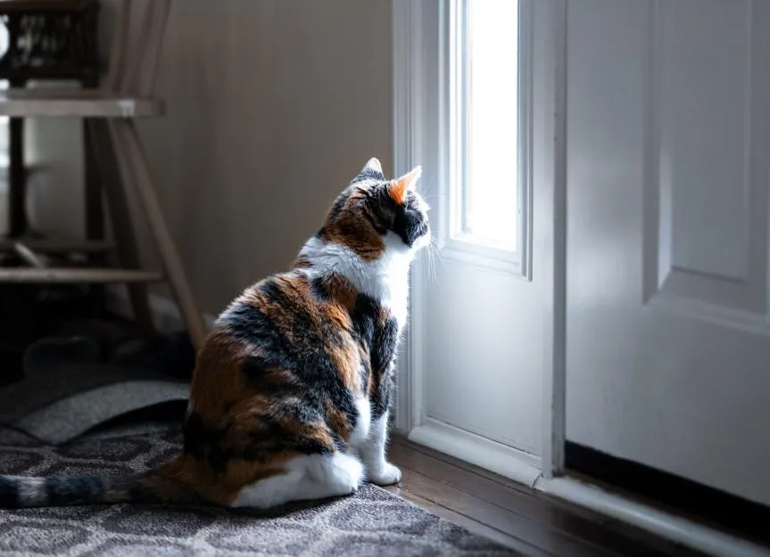 how-long-can-you-leave-a-cat-alone?