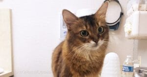 the-subtle,-secret-signs-your-cat-may-be-sick