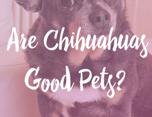 are-chihuahuas-good-pets?