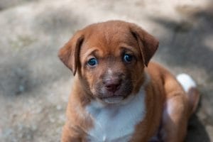 new-study:-early-life-risk-factors-for-separation-anxiety