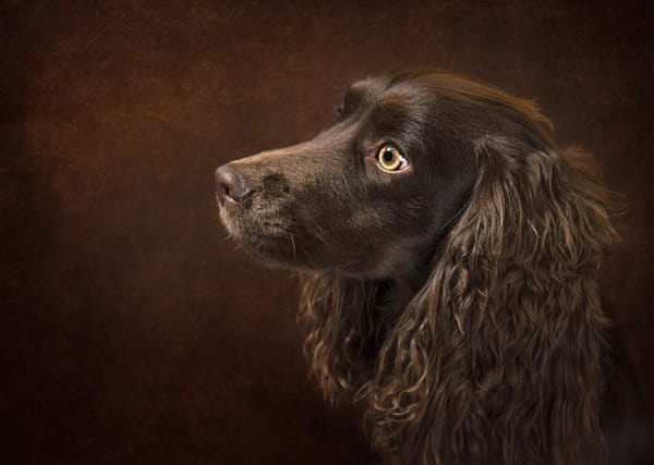 Field Spaniel