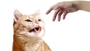 are-ginger-cats-more-aggressive?