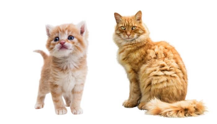how-long-do-ginger-cats-live?