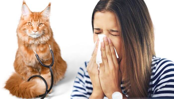 are-ginger-cats-hypoallergenic?