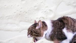 8-reasons-why-your-cat-is-throwing-up-white-foam