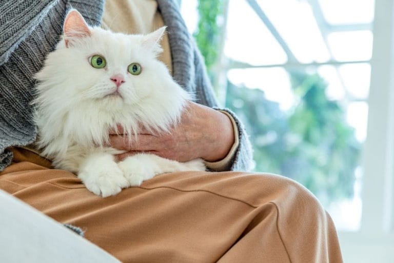Natural Deworming for Cats