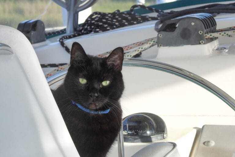 how-to-sail-with-a-cat-(the-ultimate-guide)