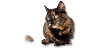 why-is-my-cat-pulling-their-hair-out?-12-possible-reasons