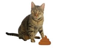 do-cats-eat-their-own-poop?-reasons-&-how-to-deal-with-it