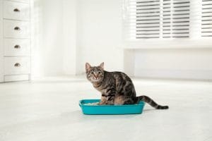 home-remedies-for-cat-constipation