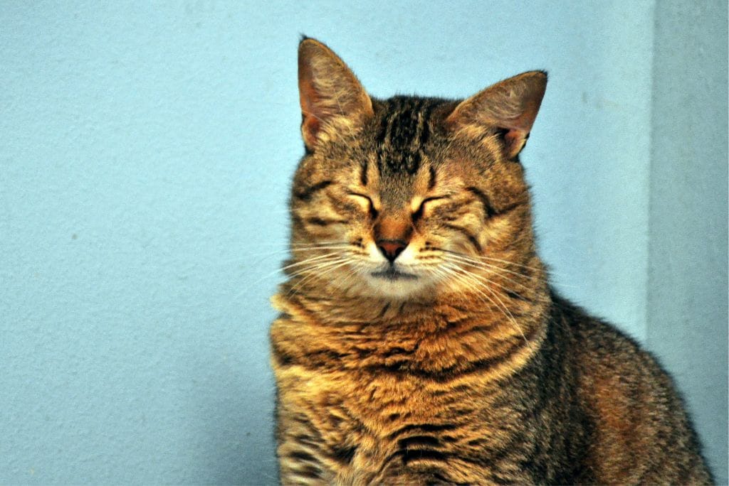 Essential Oils and Cats: Which Ones Are Safe and How to Use Them
