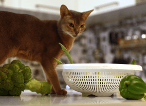 can-cats-eat-green-beans?