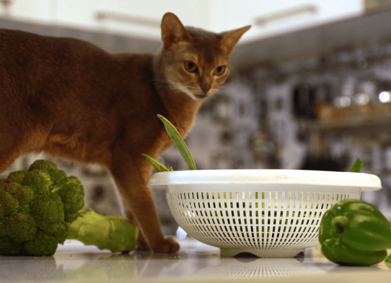 can-cats-eat-green-beans?