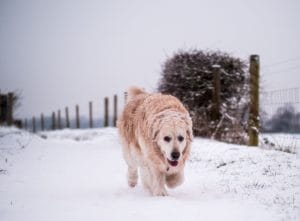uk-cold-snap-prompts-vet-warning-on-dangers-of-walking-dogs-in-icy-conditions