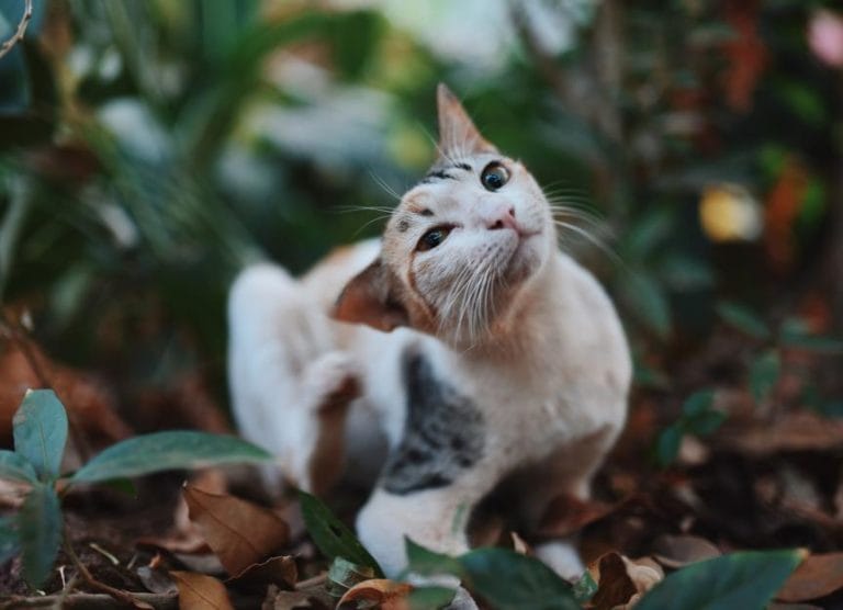 alopecia-in-cats:-what-it-is-and-why-your-cat-is-losing-hair
