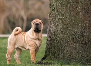 18-independent-dog-breeds