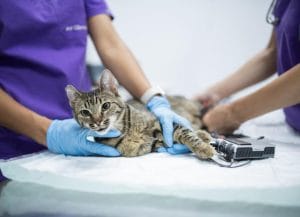 smoke-inhalation-in-dogs-and-cats:-what-to-do-if-your-pet-inhales-smoke