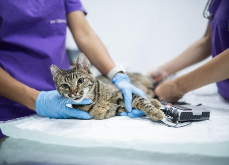 smoke-inhalation-in-dogs-and-cats:-what-to-do-if-your-pet-inhales-smoke