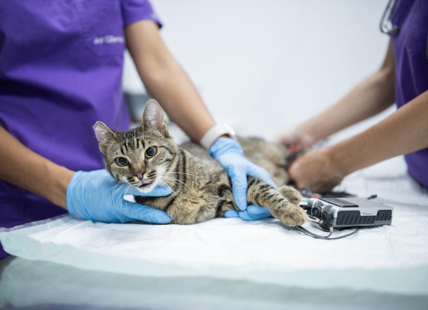 smoke-inhalation-in-dogs-and-cats:-what-to-do-if-your-pet-inhales-smoke