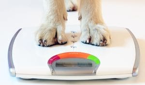 how-do-i-help-my-overweight-dog-lose-weight?