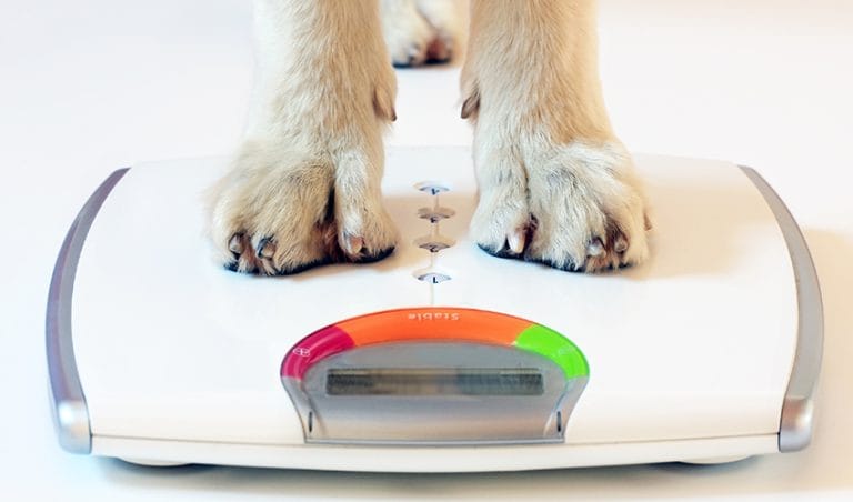 how-do-i-help-my-overweight-dog-lose-weight?