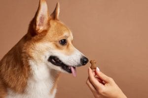 7-safe-and-healthy-treats-for-your-furry-friend