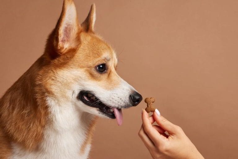 7-safe-and-healthy-treats-for-your-furry-friend