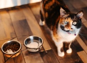 why-is-my-cat-always-hungry?-causes-of-a-hungry-cat-and-when-to-worry