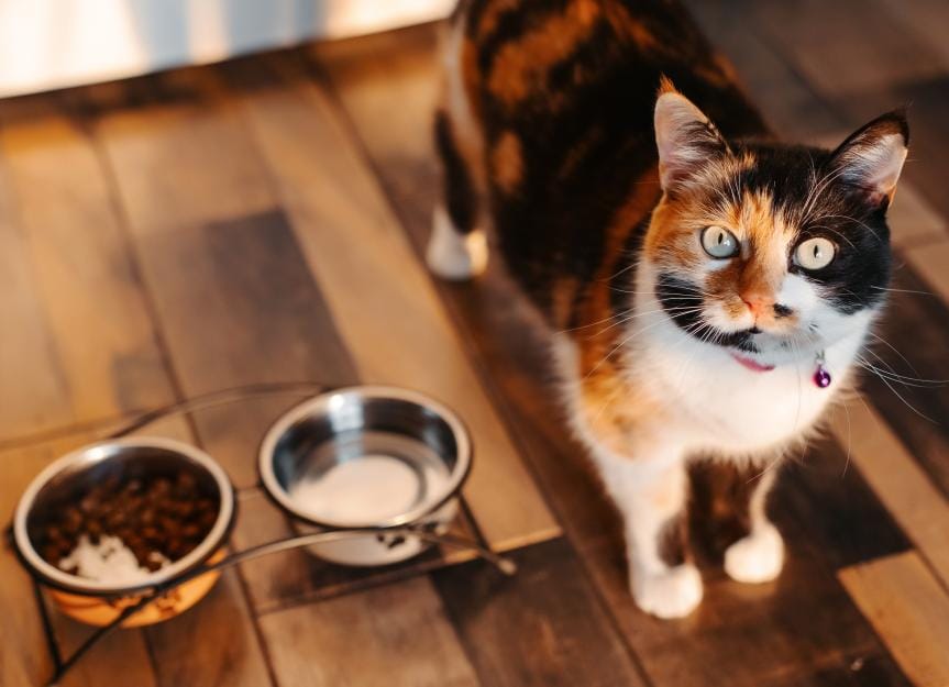 why-is-my-cat-always-hungry?-causes-of-a-hungry-cat-and-when-to-worry