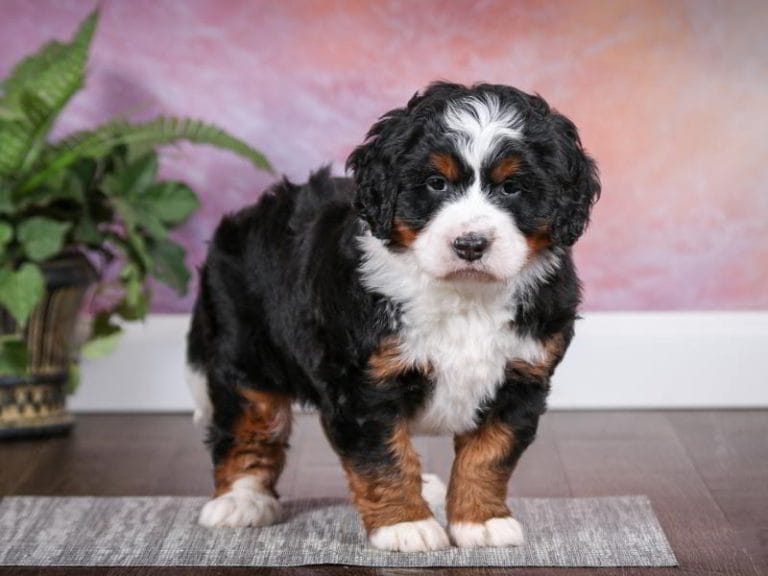everything-you-need-to-know-about-mini-bernedoodle-puppies