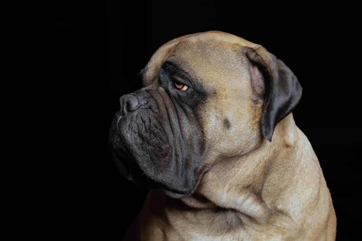 Dog Insurance Costs