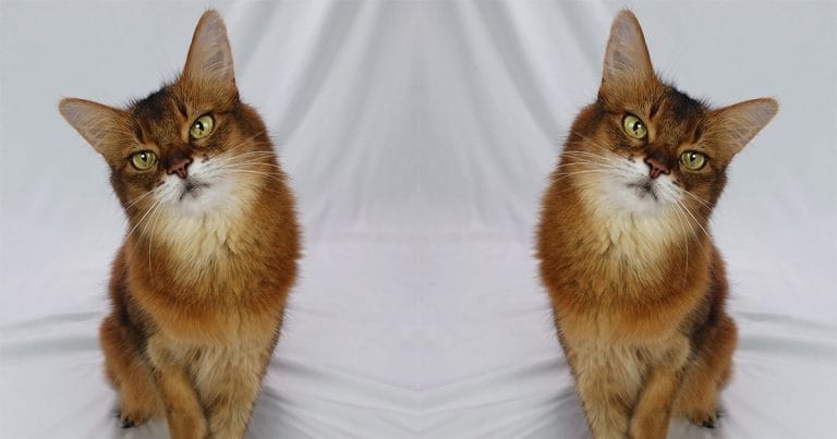 Cat Copying Behavior